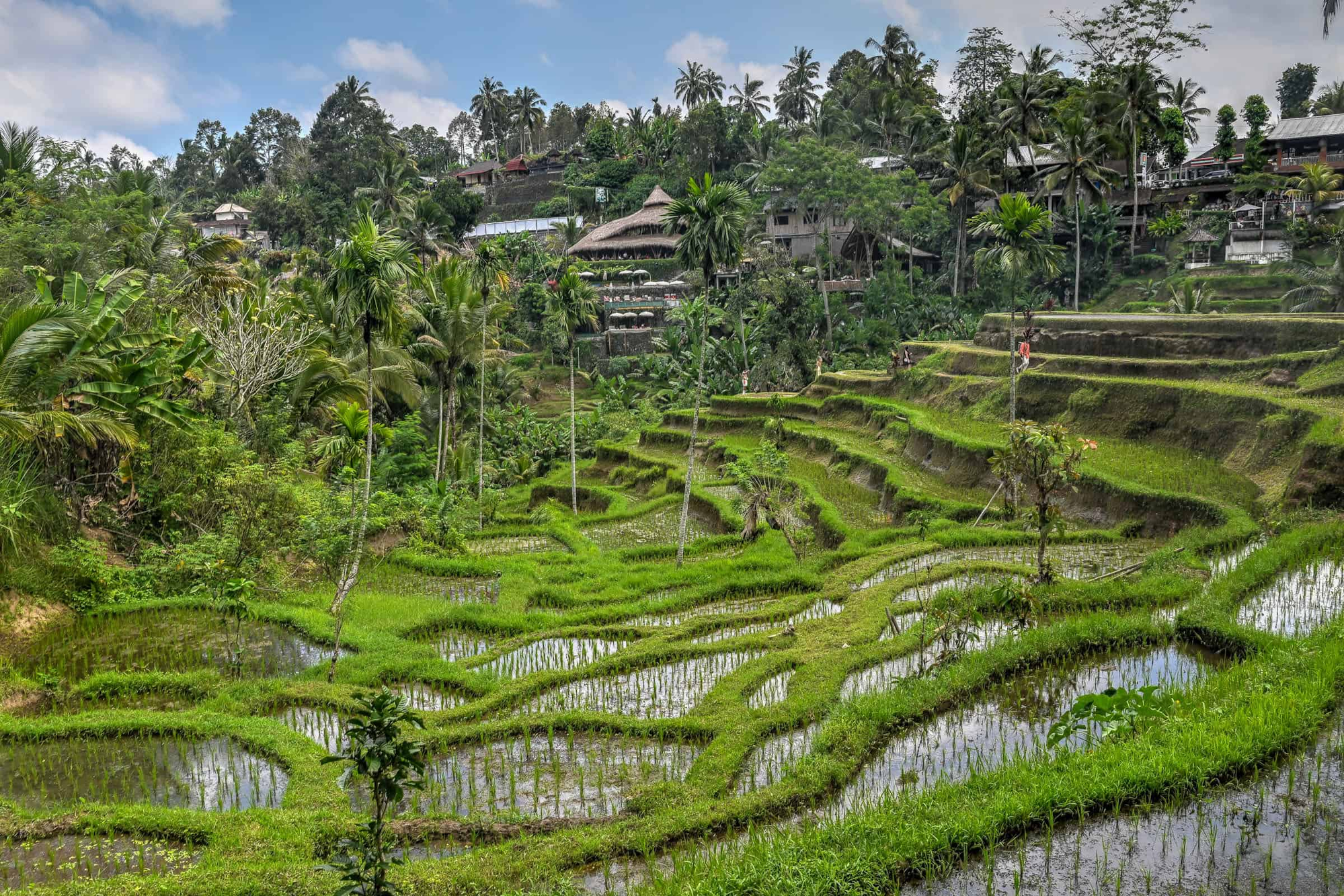 Tegallalang Rice Terraces